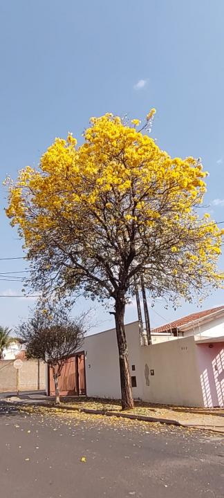Foto 14 de 31 — Florada dos ipês dá novo colorido a Araraquara e internautas enviam fotos; veja